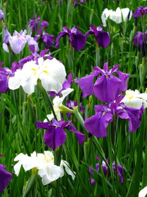 正覚寺（花菖蒲）
