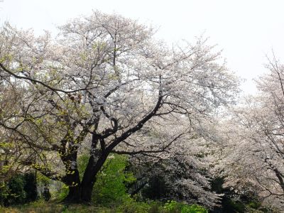 正覚寺（しょうがくじ）
