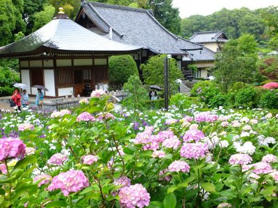 正覚寺（あじさい）
