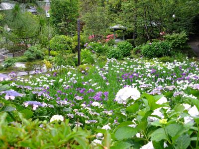 正覚寺（あじさい）
