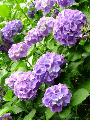 正覚寺（あじさい）
