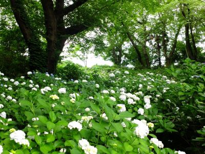 正覚寺（あじさい）

