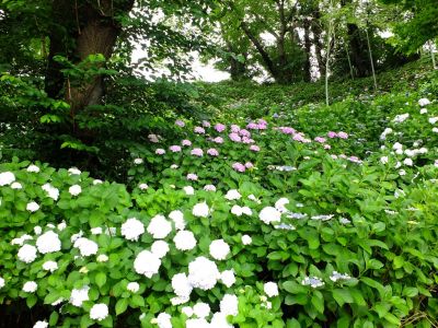 正覚寺（あじさい）
