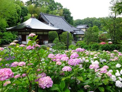 正覚寺（花菖蒲）
