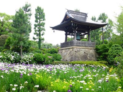 正覚寺（花菖蒲）

