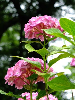 正覚寺（あじさい）
