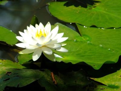 正覚寺（睡蓮）
