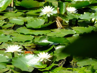 正覚寺（睡蓮）
