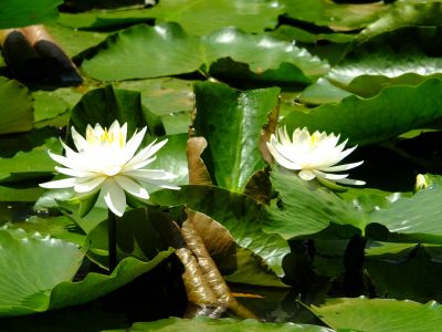 正覚寺（睡蓮）
