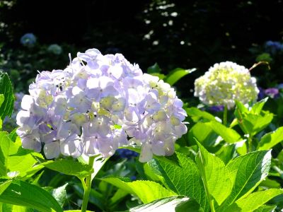 都筑中央公園ばじょじ谷戸
