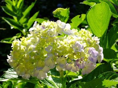 都筑中央公園ばじょじ谷戸
