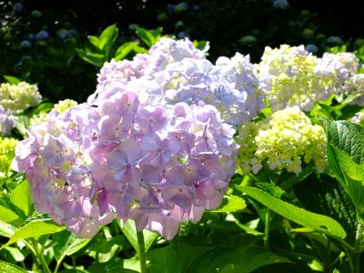 都筑中央公園ばじょじ谷戸
