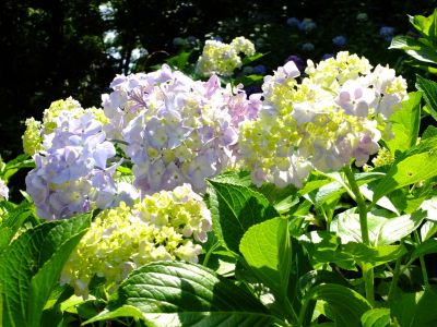 都筑中央公園ばじょじ谷戸
