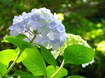 都筑中央公園ばじょじ谷戸
