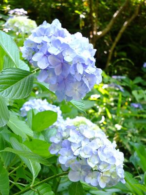 都筑中央公園ばじょじ谷戸

