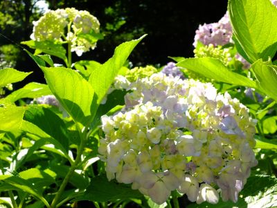 都筑中央公園ばじょじ谷戸

