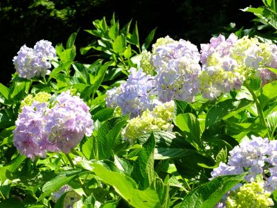 都筑中央公園ばじょじ谷戸
