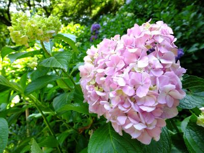 都筑中央公園ばじょじ谷戸
