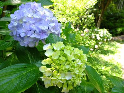 都筑中央公園ばじょじ谷戸
