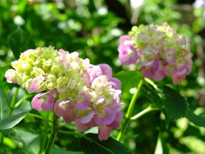 都筑中央公園ばじょじ谷戸
