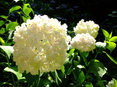 都筑中央公園ばじょじ谷戸
