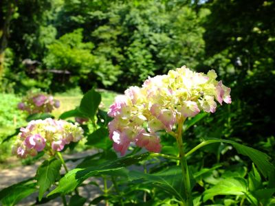 都筑中央公園ばじょじ谷戸
