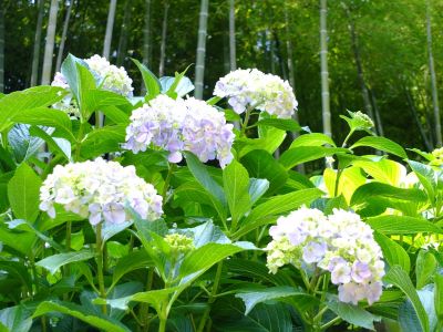 都筑中央公園ばじょじ谷戸
