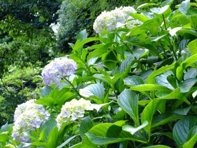 都筑中央公園ばじょじ谷戸
