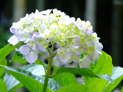 都筑中央公園ばじょじ谷戸
