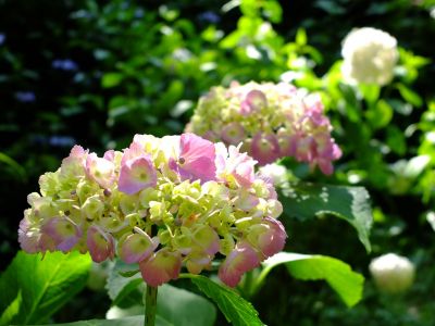 都筑中央公園ばじょじ谷戸
