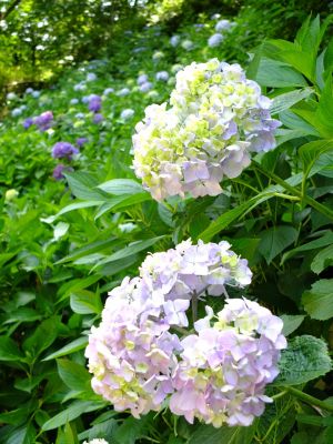 都筑中央公園ばじょじ谷戸
