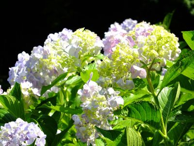 都筑中央公園ばじょじ谷戸
