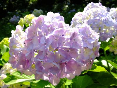 都筑中央公園ばじょじ谷戸
