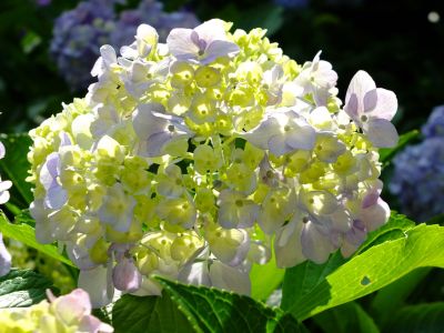 都筑中央公園ばじょじ谷戸
