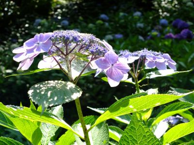 都筑中央公園ばじょじ谷戸
