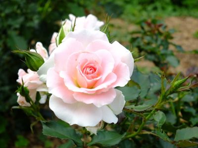 都筑中央公園（ローザ・つづきく）
