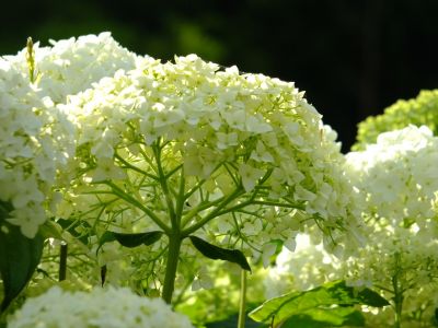 荏田南町（あじさい）
