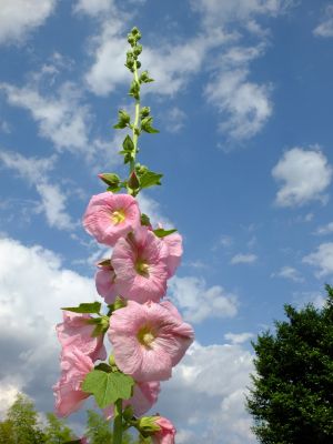 荏田南町（タチアオイ）
