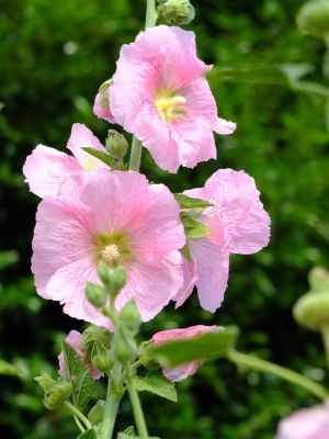荏田南町（タチアオイ）
