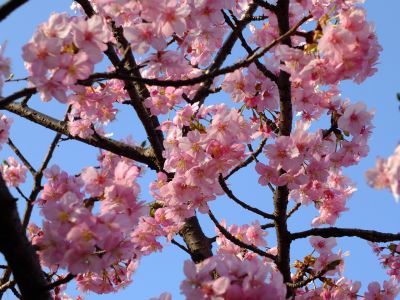 河津桜（茅ヶ崎公園）
