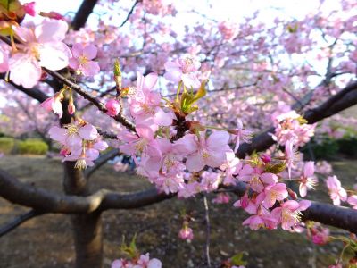 河津桜（茅ヶ崎公園）
