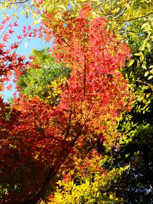 ささぶねの道（渋沢橋）
