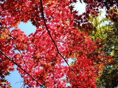 ささぶねの道（渋沢橋）
