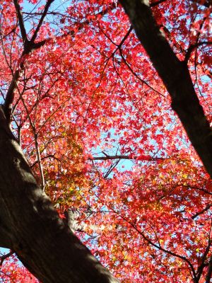 メゾン桜ヶ丘周辺
