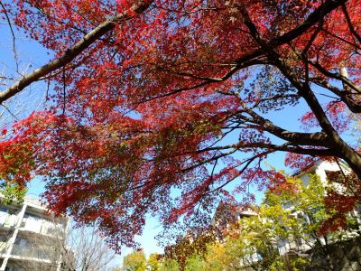 メゾン桜ヶ丘周辺
