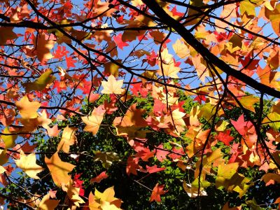 都筑ふれあいの丘駅前（紅葉葉ふう）アメリカフウ　
