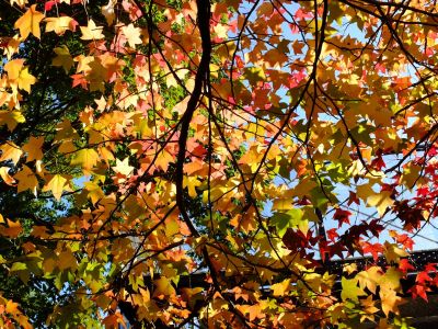 都筑ふれあいの丘駅前（紅葉葉ふう）アメリカフウ　
