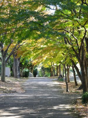 ささぶねの道（御影橋）
