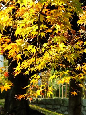 ささぶねの道（ログハウス周辺の分岐）
