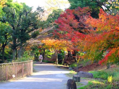 ささぶねの道（ログハウス周辺の分岐）

